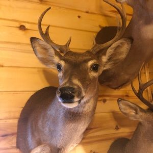 Authentic New Orleans Deer Mount